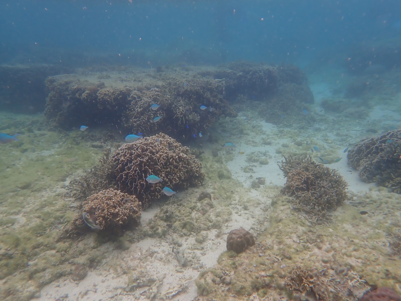 海底のサンゴ礁と、その周りを泳ぐ小さな魚たち