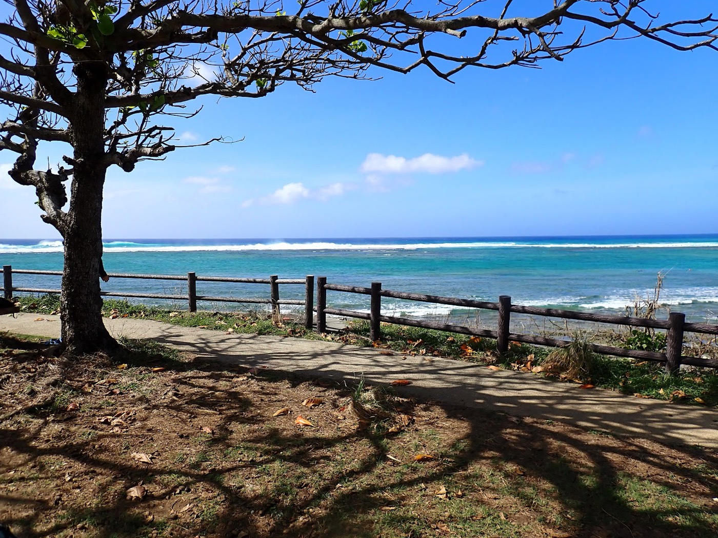 大度海岸の木陰から青い空と海、白い波が立つリーフを望む天然水族感