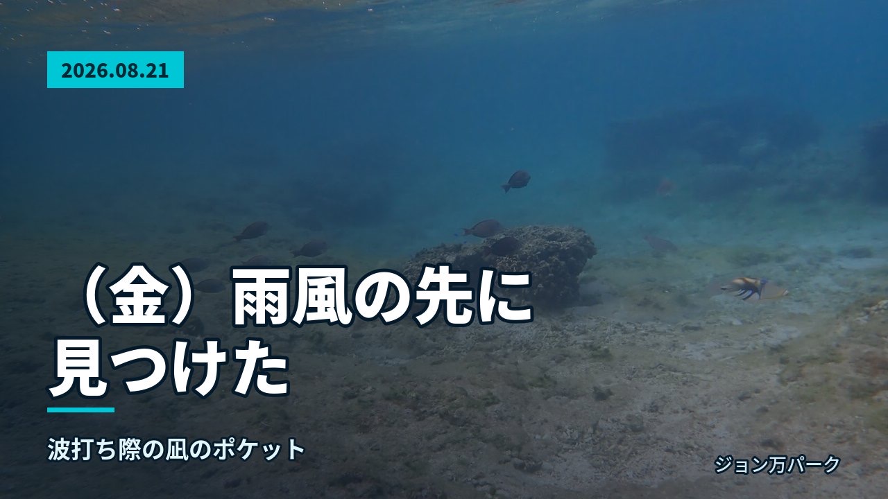 青い海中を漂う魚の群れとサンゴ