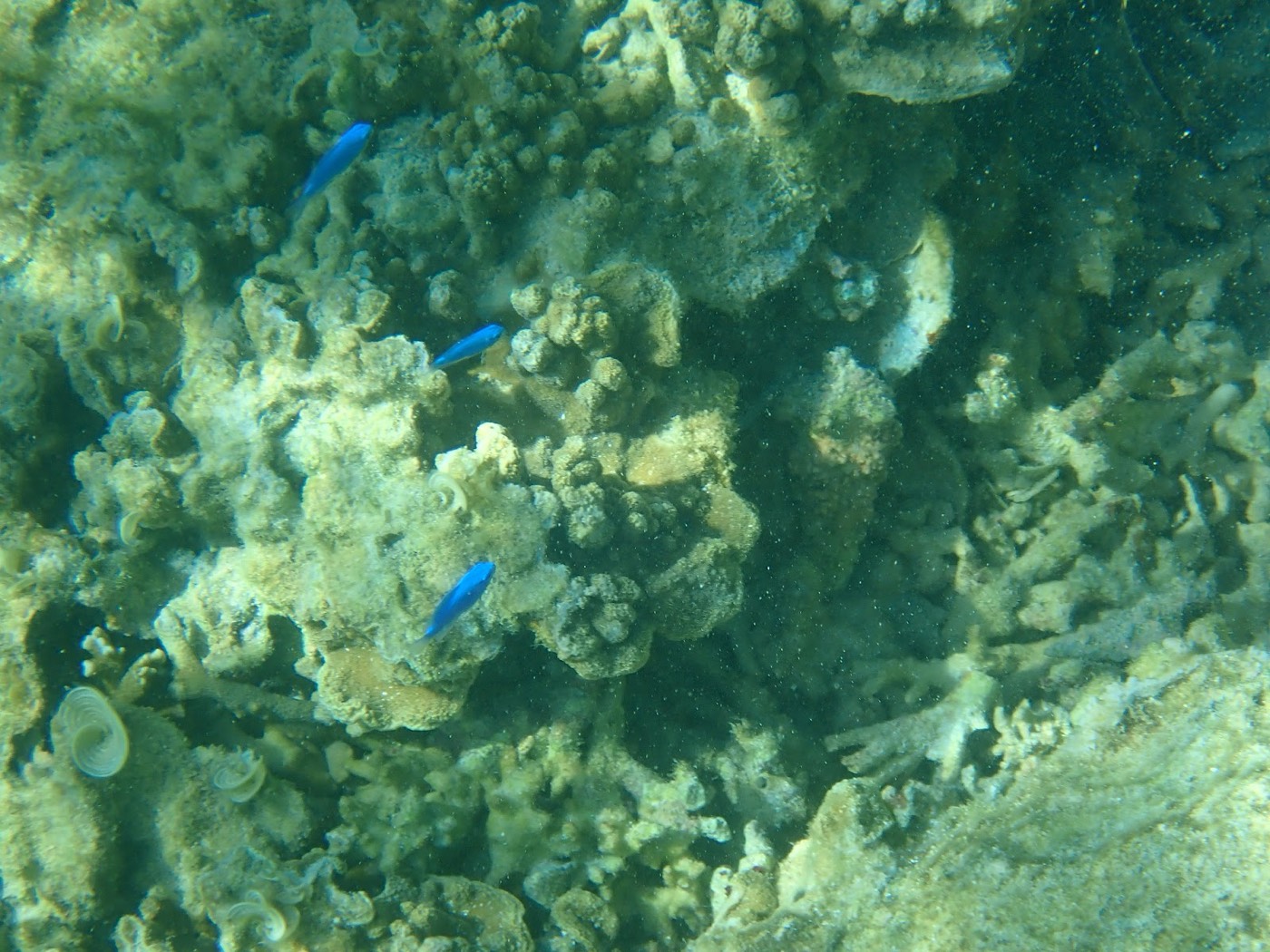 水中で群れて泳ぐ青い魚たちと、海底に広がるサンゴ礁