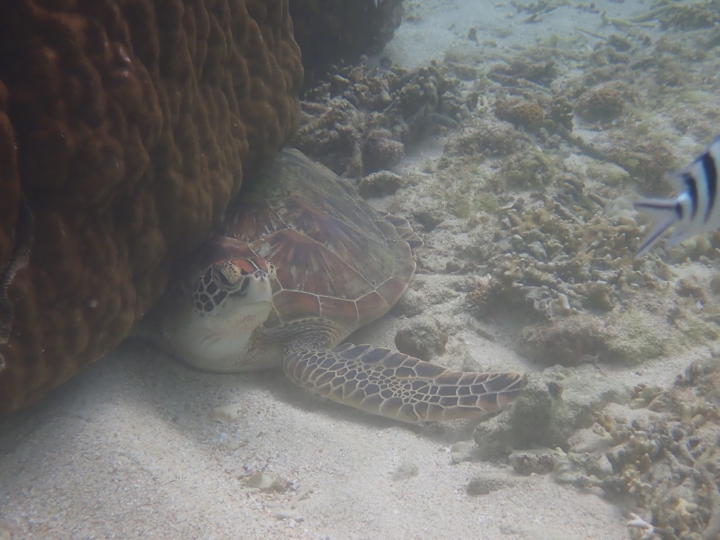 茶色い岩礁の下で休息するウミガメと、その右を泳ぐ魚