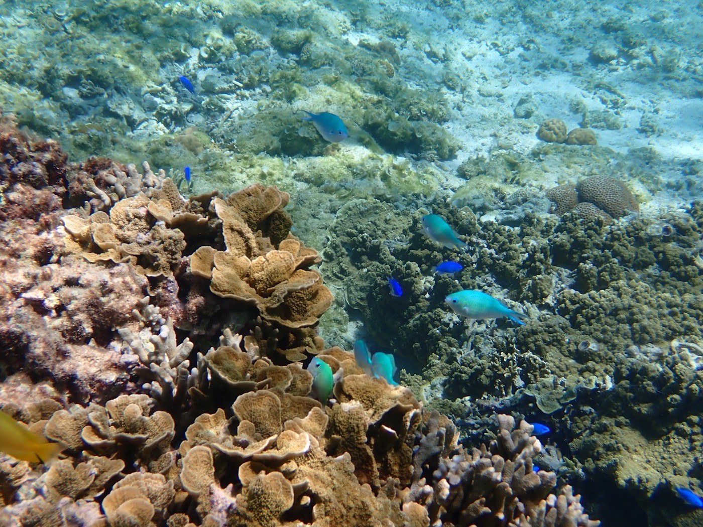 テーブルサンゴが広がるリーフの上を青い魚の群れが泳ぎ、天然水族感のある水中景観が広がる