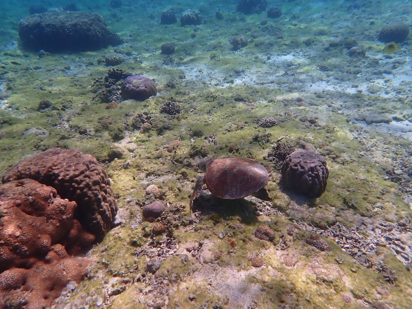 水面越しに光が差し込み、砂地と点在する岩の上を魚の群れが泳ぐ様子が見える