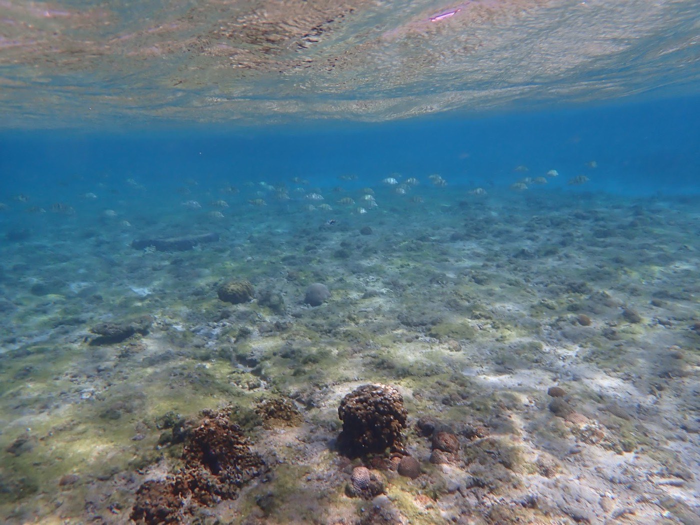 透明度の高い水中に光が差し込み、岩と砂地まで見通せる開けた海の様子