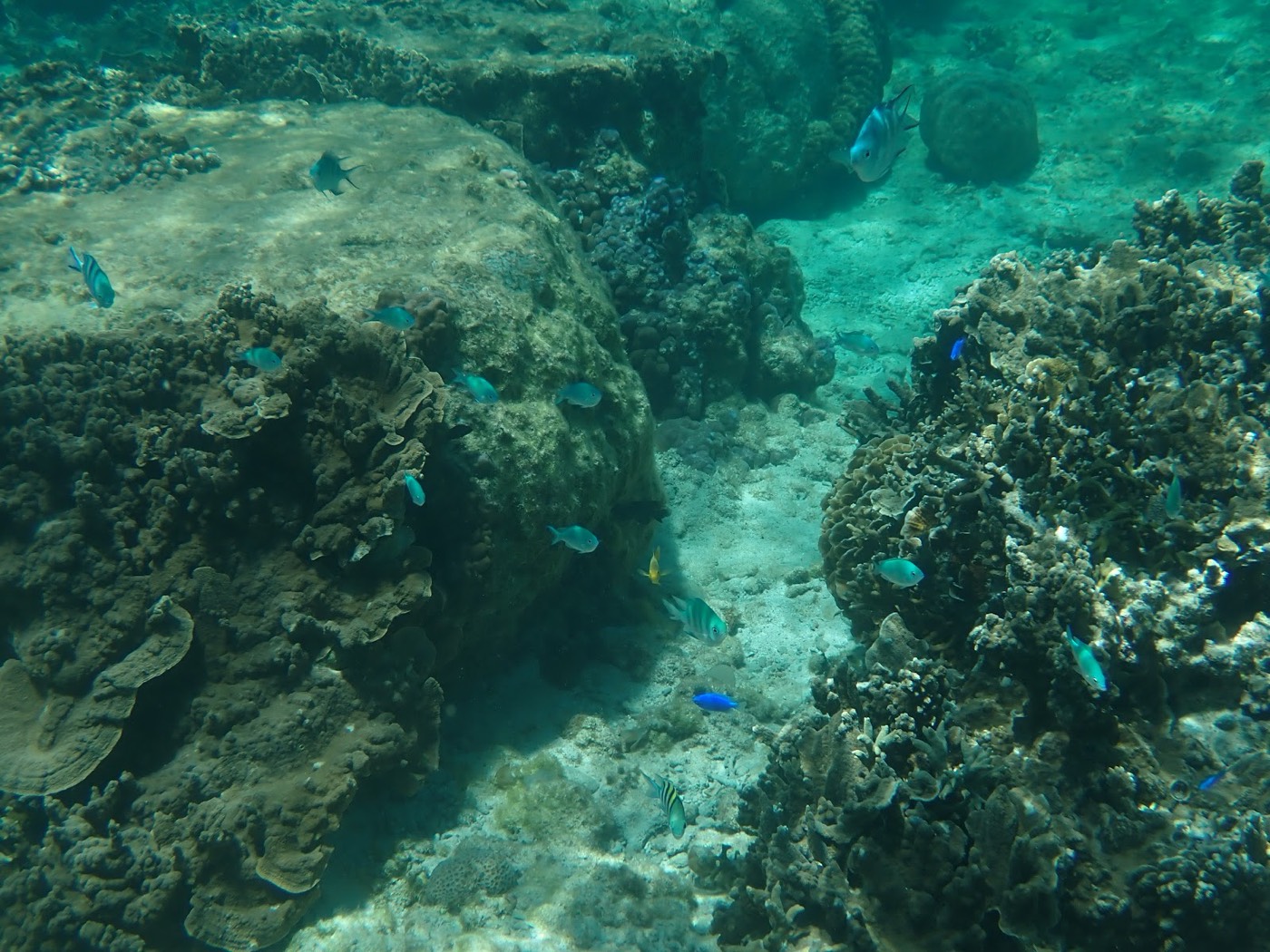 岩状サンゴの間を小さな青い魚が複数泳ぐ水中の景色