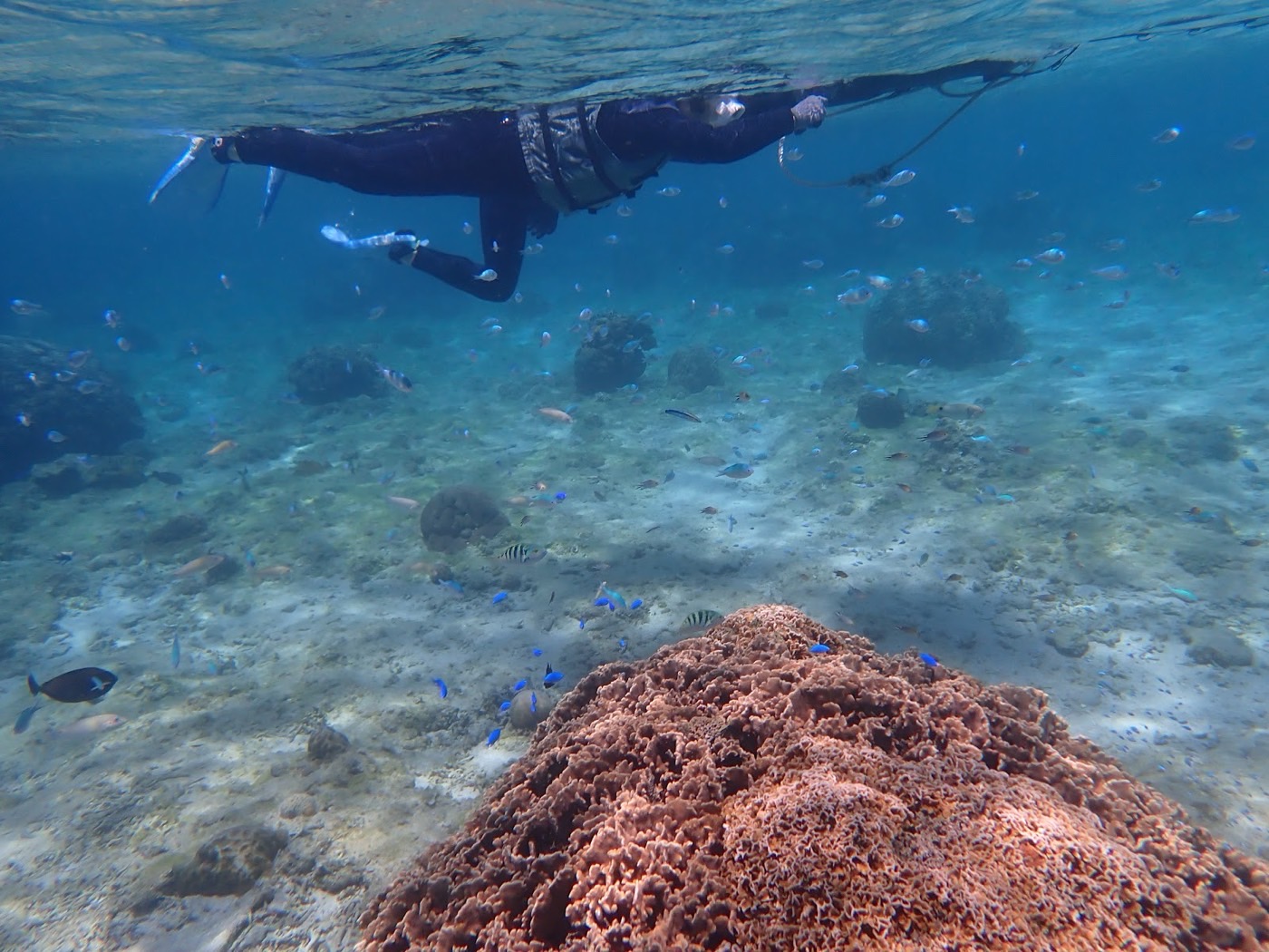 水面に浮いて水底のサンゴと魚の群れを観察する参加者の側面