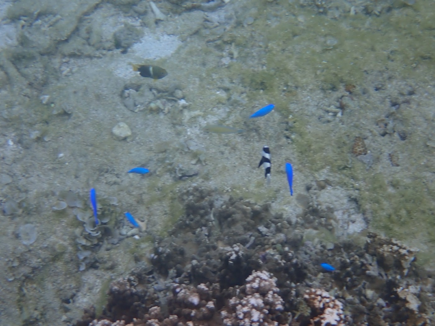 海底のサンゴ礁の周りを、数匹の鮮やかな青い魚と白黒の魚が泳ぐ