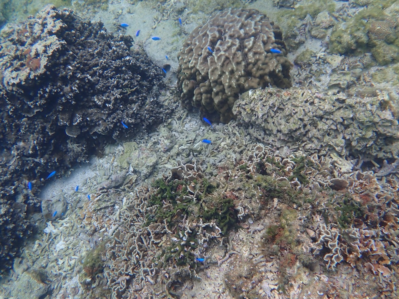 岩場の陰からリーフの縁へと続く海中景色の下で群れる青い魚