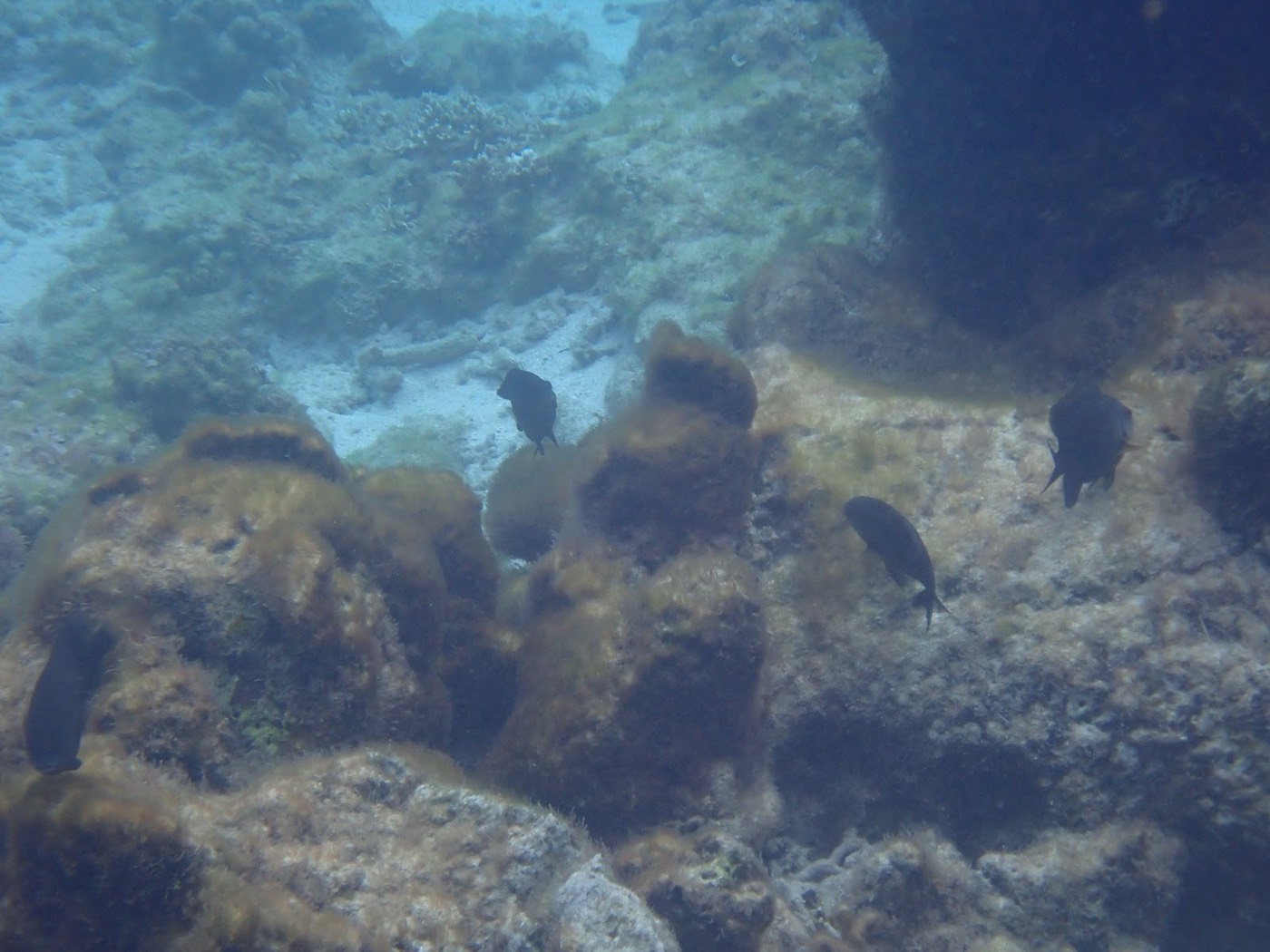 水面下に広がる岩場とリーフが作る天然水族感ある景色