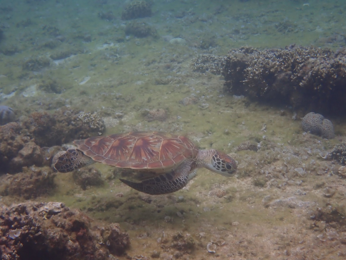 岩礁の上を泳ぐウミガメの横姿と海底の様子