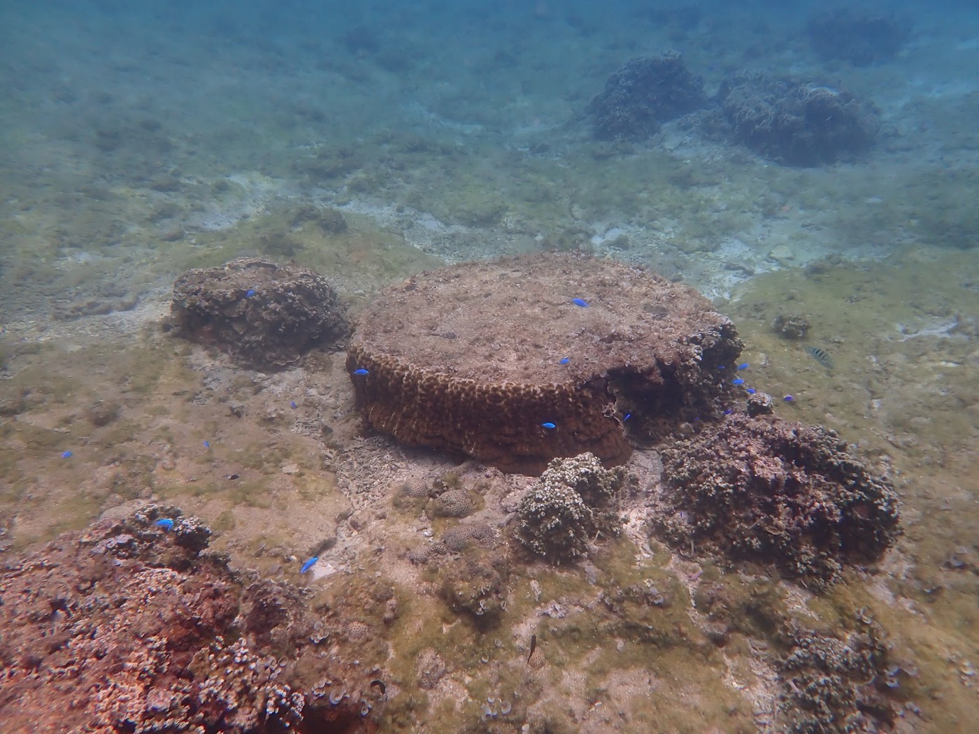 白い砂地に岩状の塊とサンゴが点在する浅い海底の様子