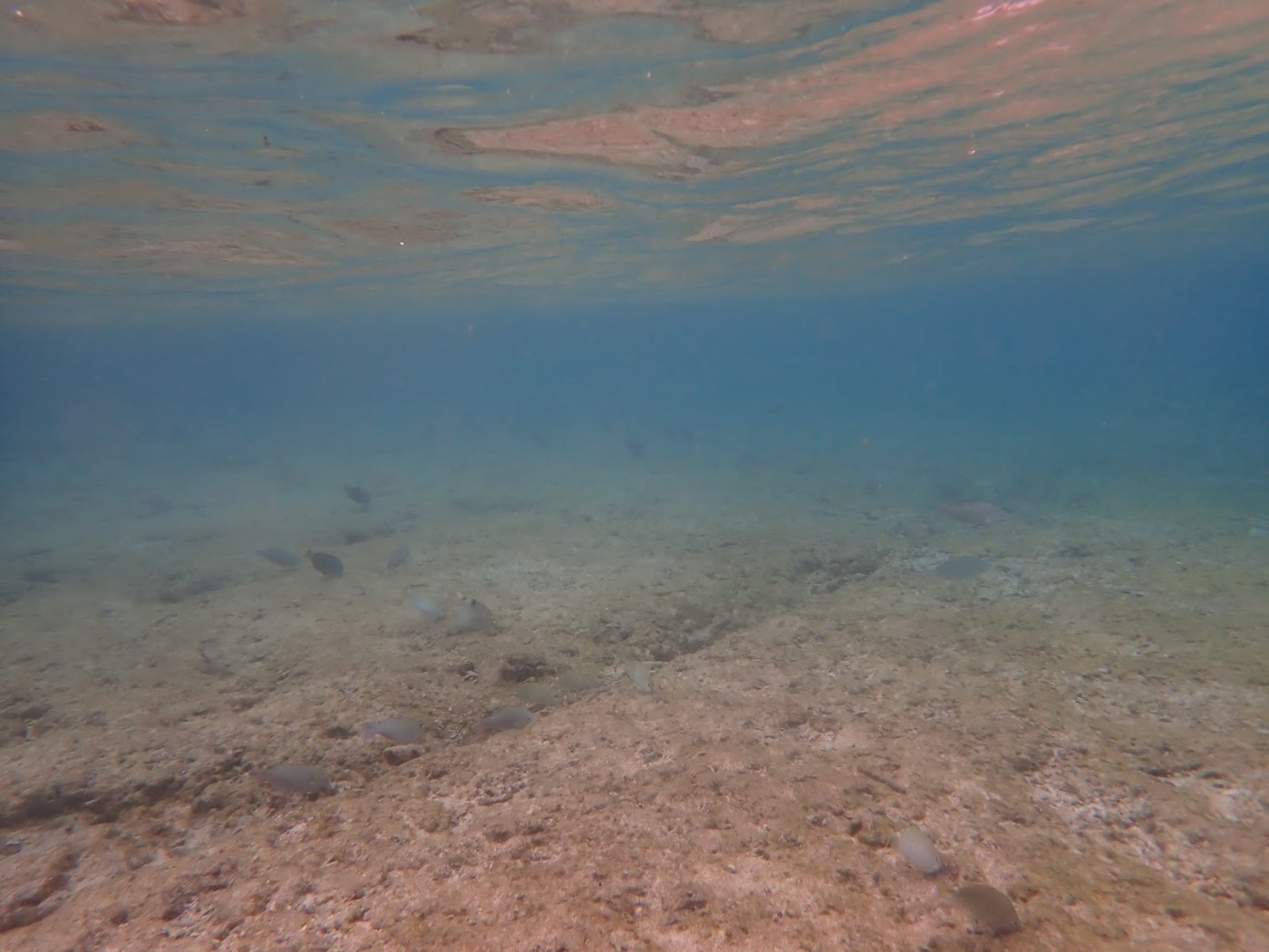 薄く霞んだ水中で砂地の上を泳ぐ灰色の魚