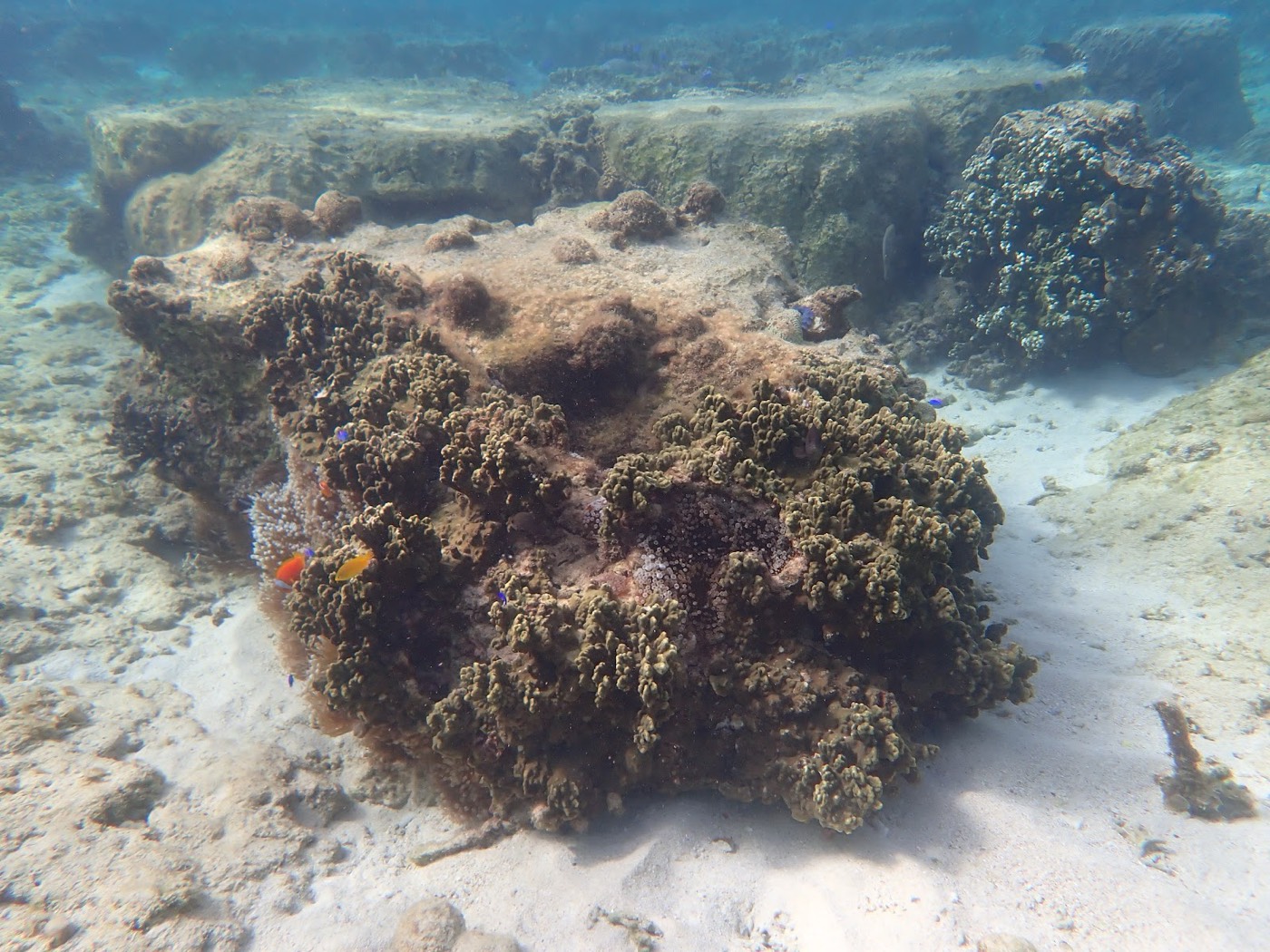 砂地の海底にサンゴの塊が点在し、透明感のある水面から光が差し込む浅瀬