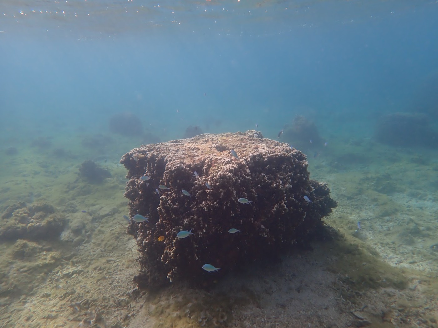 リーフの際に大きなサンゴの塊が広がり、小さな魚が周囲を泳ぐ水中景観