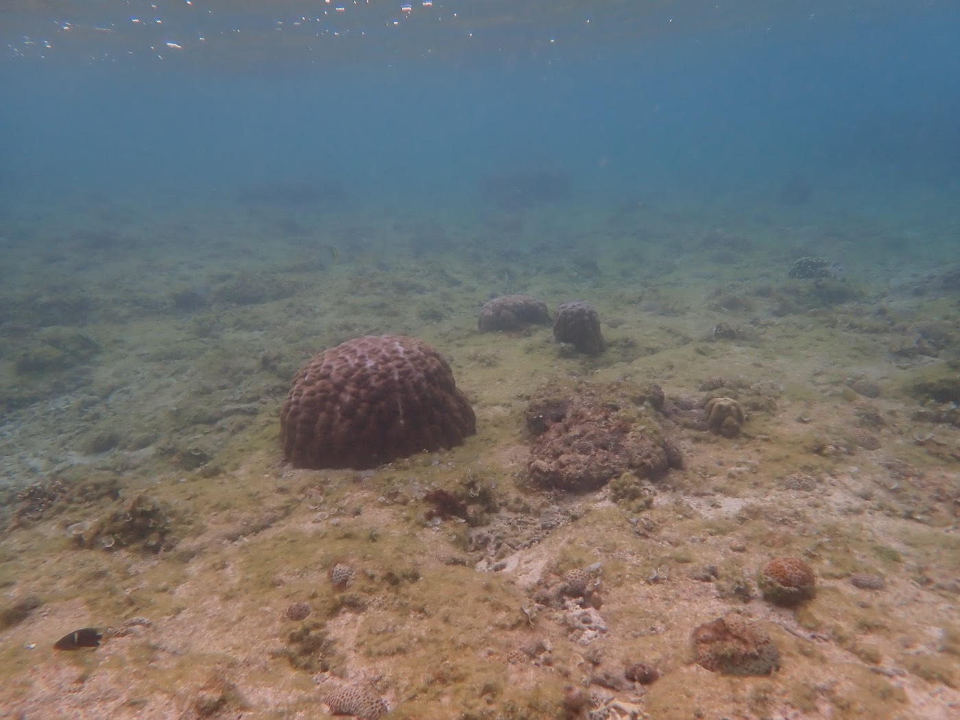 砂地を照らすやわらかな光の中、丸いサンゴが点在する透明感のある海底