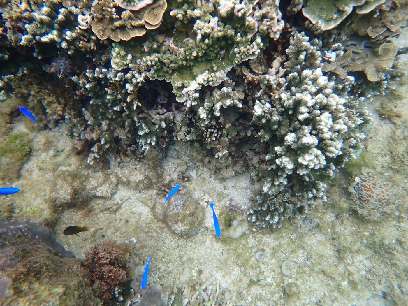 海底のサンゴ礁と岩場の間に群れる青い小魚たち