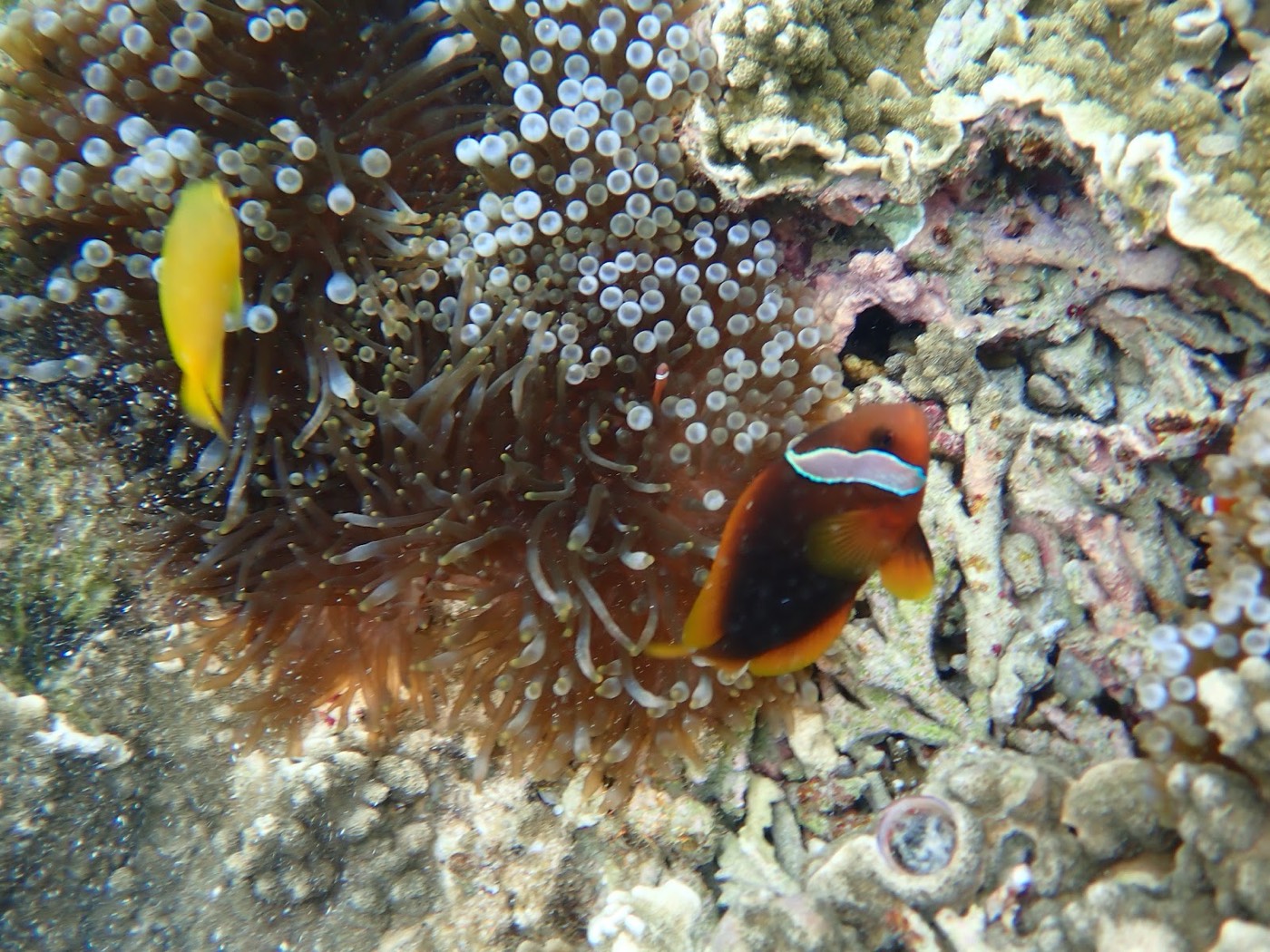 豊かな褐色のサンゴ礁の周りを泳ぐ、複数の小魚