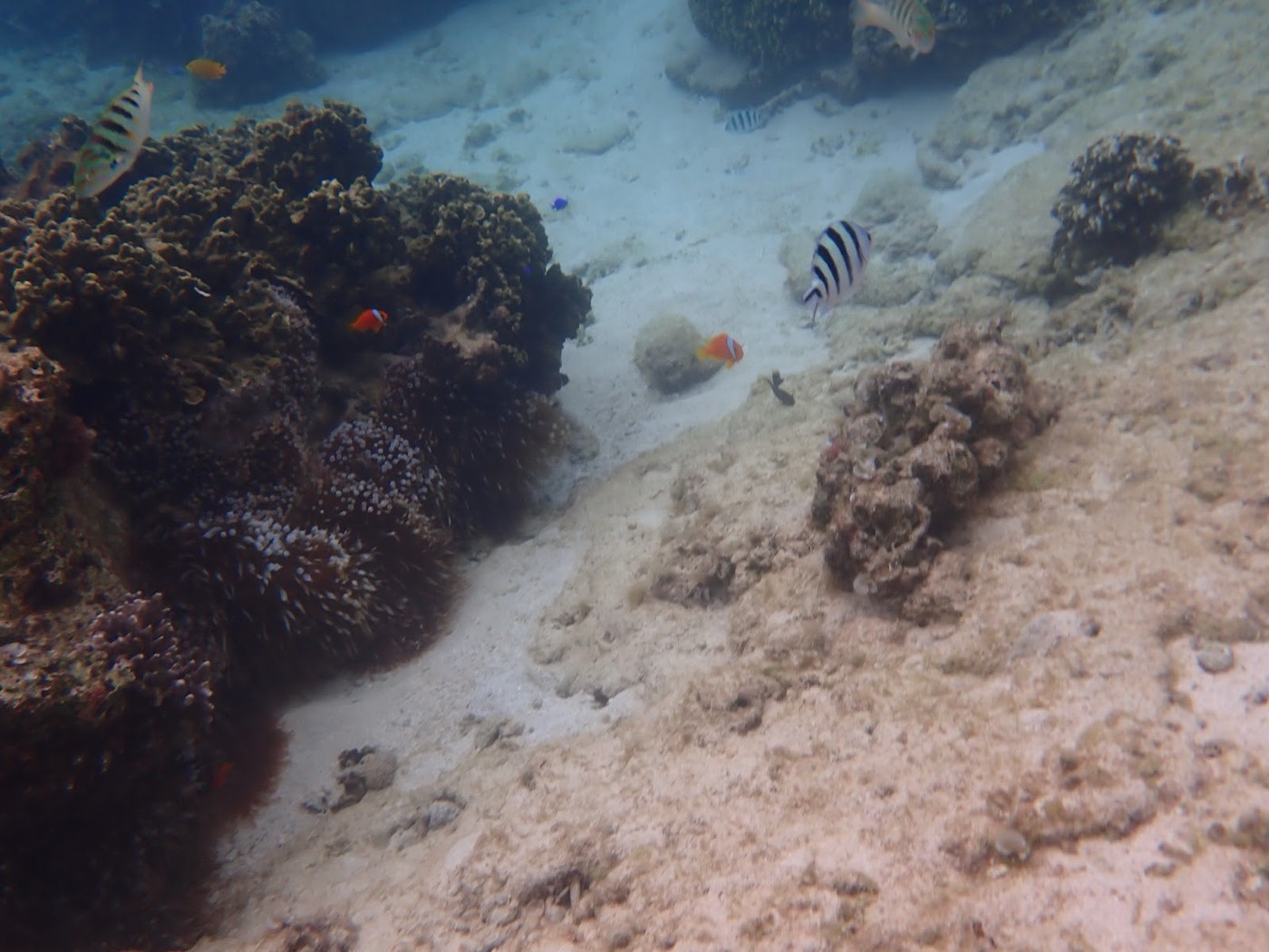 イソギンチャクと岩礁の周りに集まる熱帯の魚たち
