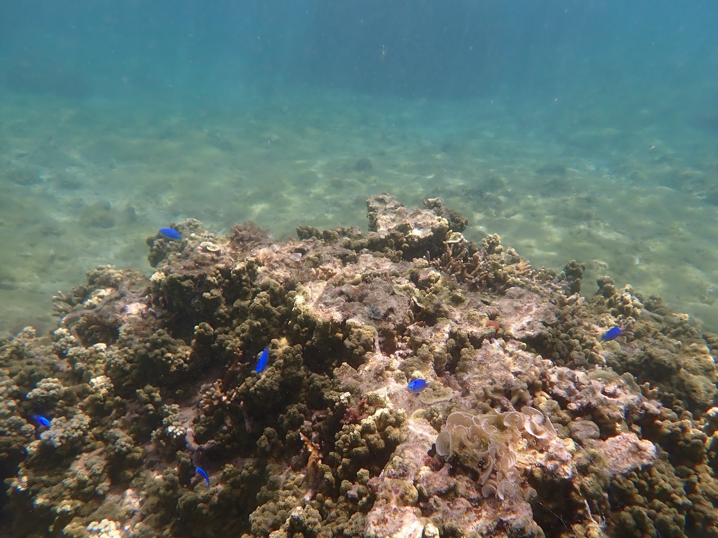 水中を泳ぐ複数の青い魚と、茶色のサンゴ礁、海底の白い砂地。天然水族感が広がる光景