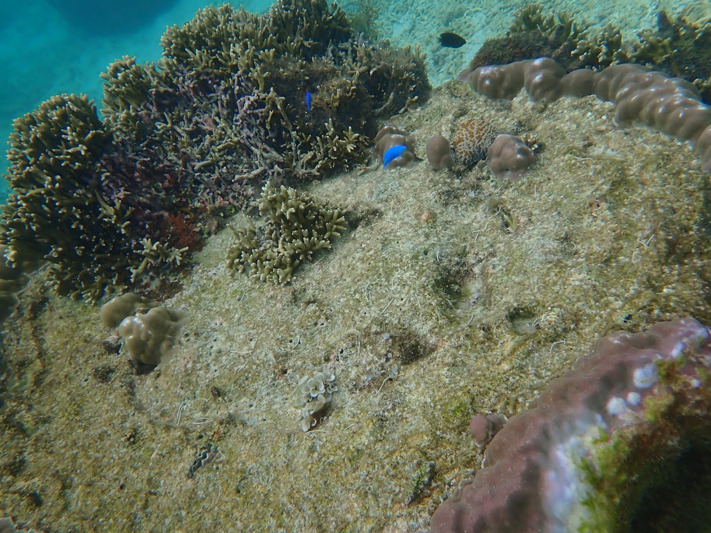 水中の砂地と複数のサンゴ礁。青い魚がわずかに見える