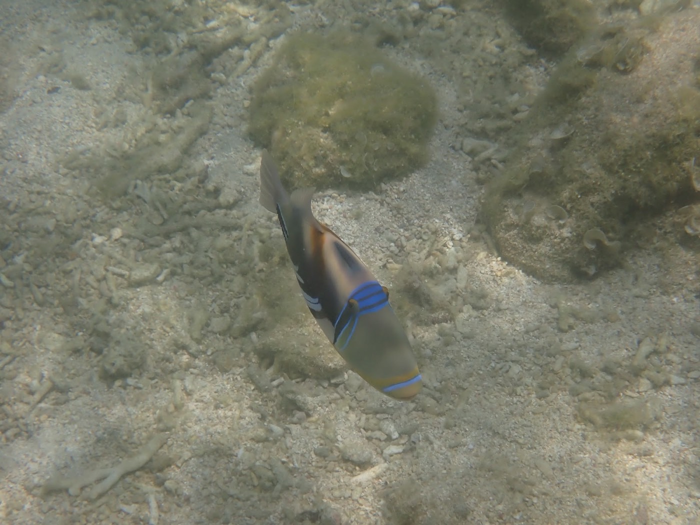 水底の砂地を泳ぐ青と白の縞模様の魚