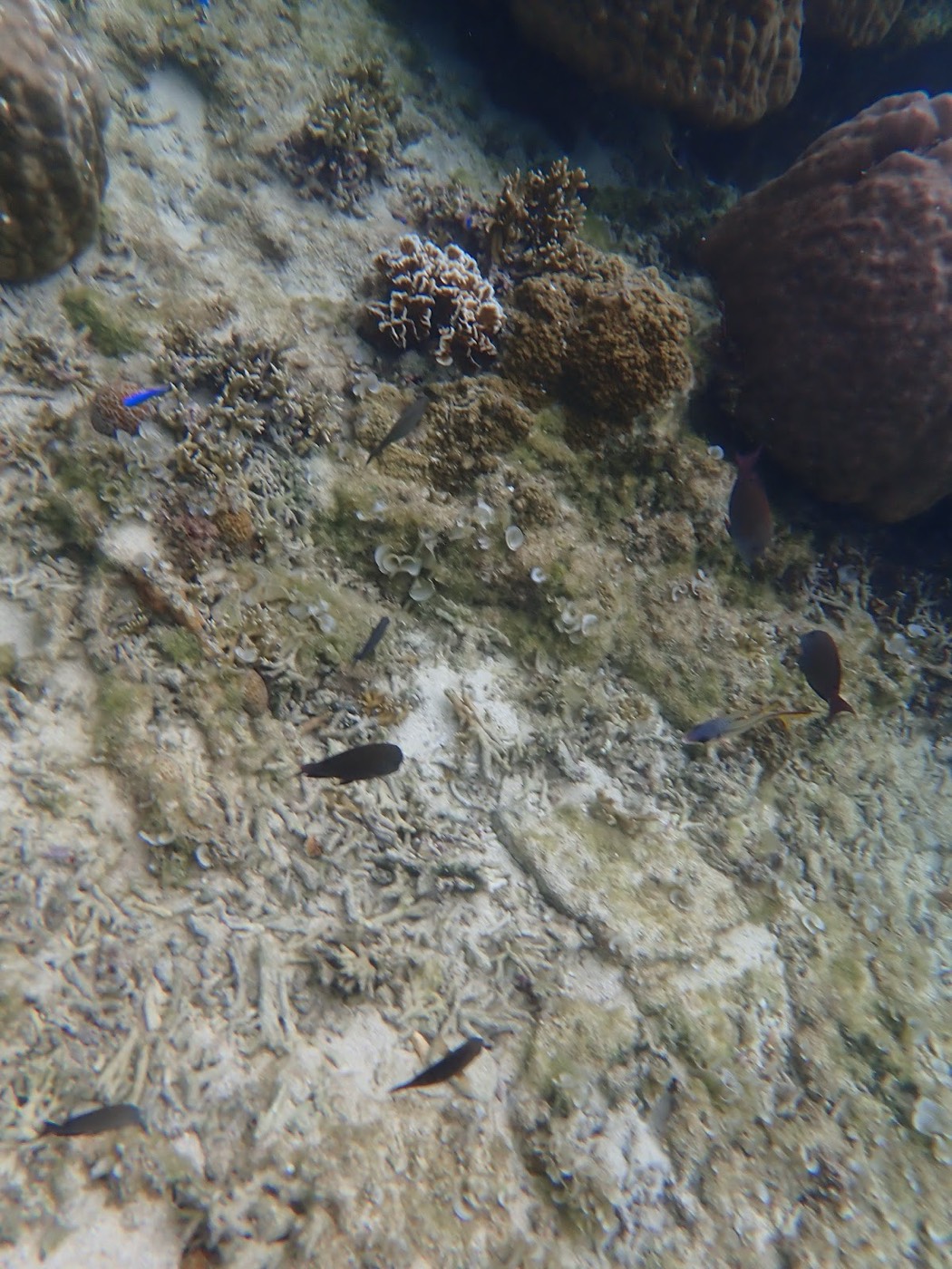 水底のサンゴ礁と砂地を複数の魚が泳ぐ。水面からの光が届く明るい水中