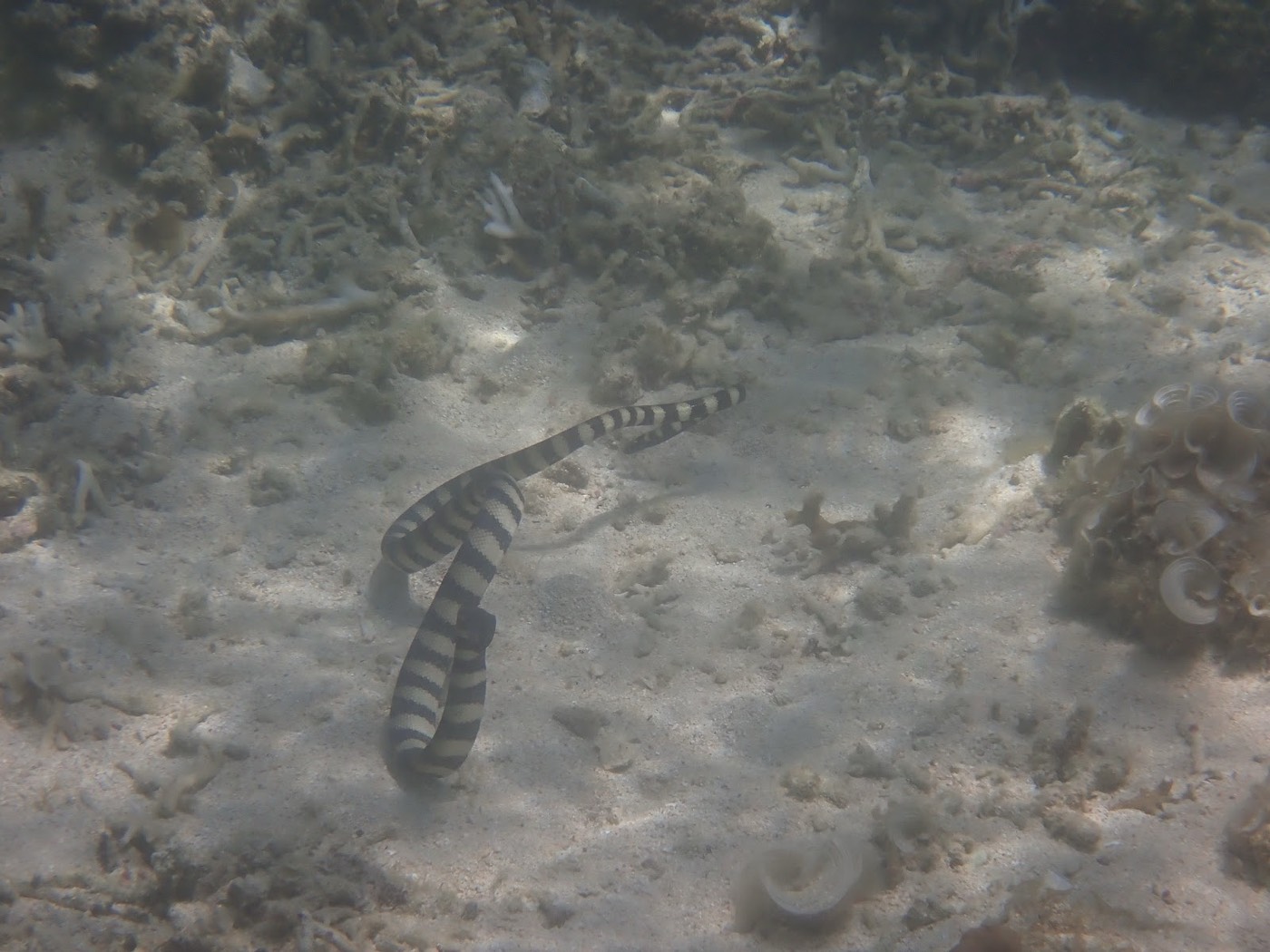 白い砂地の上を複数の魚が群れで泳ぐ水中の様子