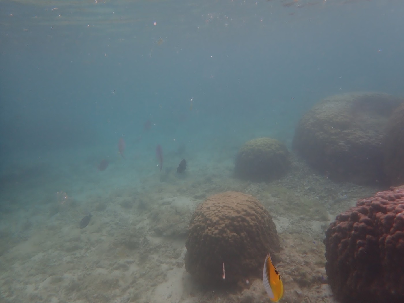 水中深く、丸いサンゴとカラフルな魚が群れて泳ぐ景色