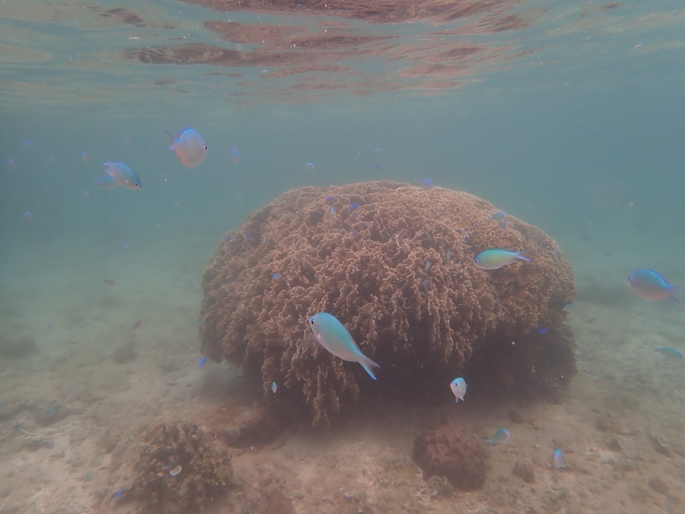 水中の浅瀬にサンゴが広がり、その周りを青い小魚の群れが泳いでいる