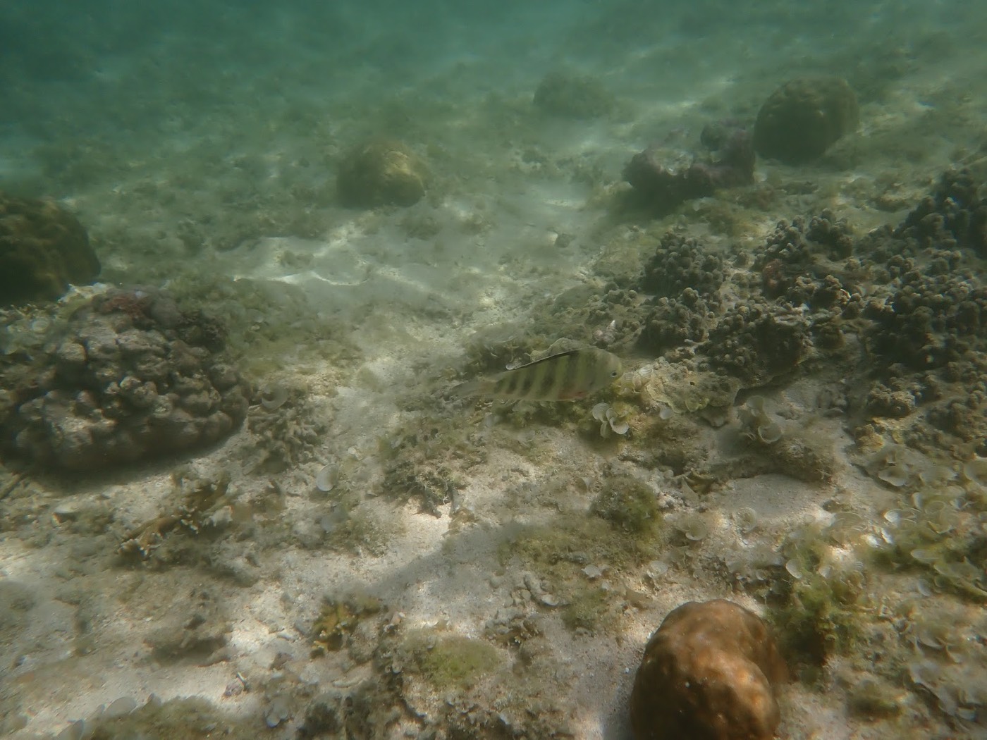 砂地の海底に縞模様の魚が泳ぎ、周りにはサンゴと岩が点在する水中風景