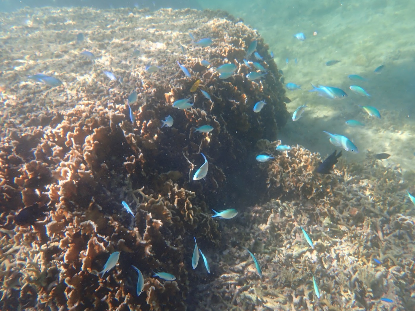 水中でサンゴ礁の周りを群れる色とりどりの魚たち