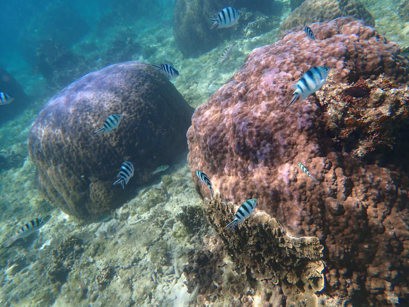 様々なサンゴ礁の周りを群れて泳ぐ縞模様の魚たち