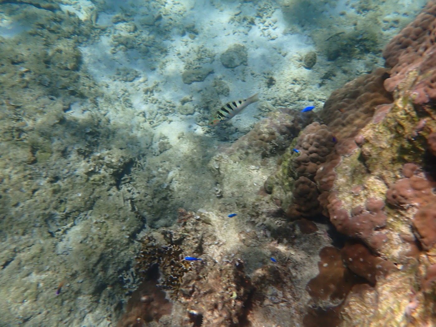 浅瀬の海底で、褐色のサンゴや白い砂地、様々な魚たちが集まる様子