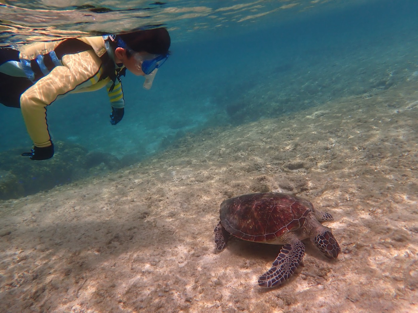 浅い海底のサンゴと、その周囲を泳ぐ青い小魚