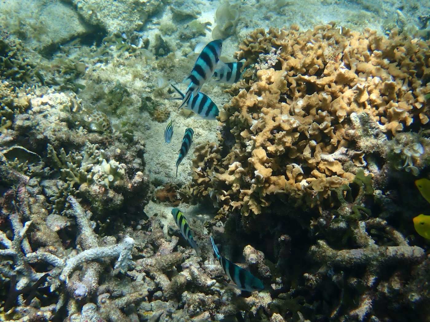 サンゴ礁の周りを泳ぐシマ模様と青い魚たち
