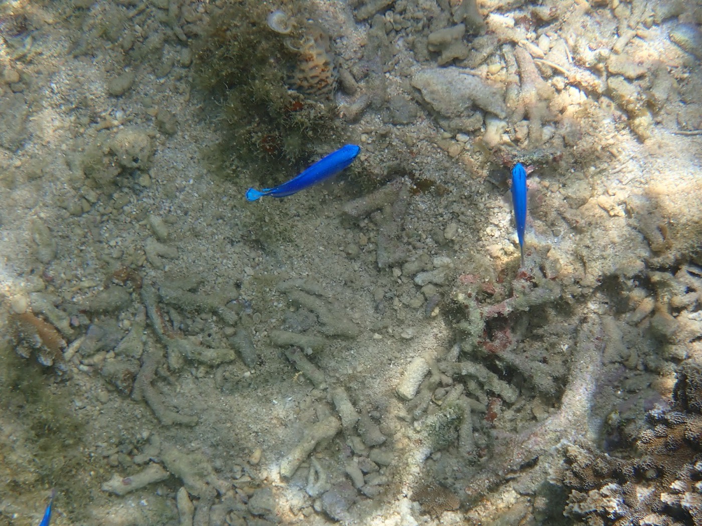 天然水族感の水面を漂いながら自然体験シュノーケル