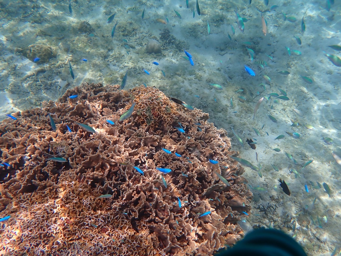 水中に広がるサンゴ礁と群れをなす青い小魚たち