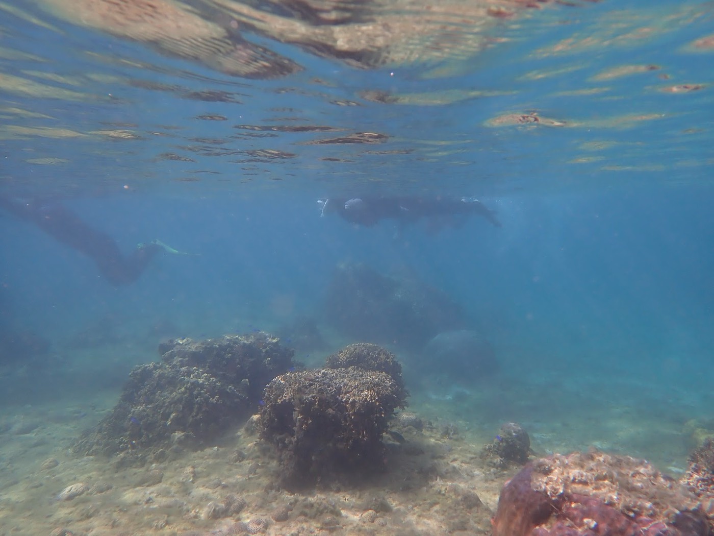 水面近くから、サンゴや魚が見える水中を観察する参加者たち