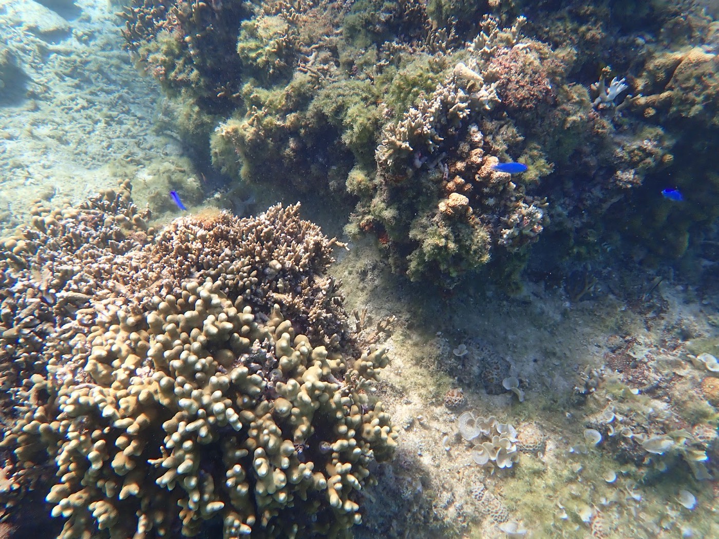 海底のサンゴ礁と群れて泳ぐ小さな青い魚たち