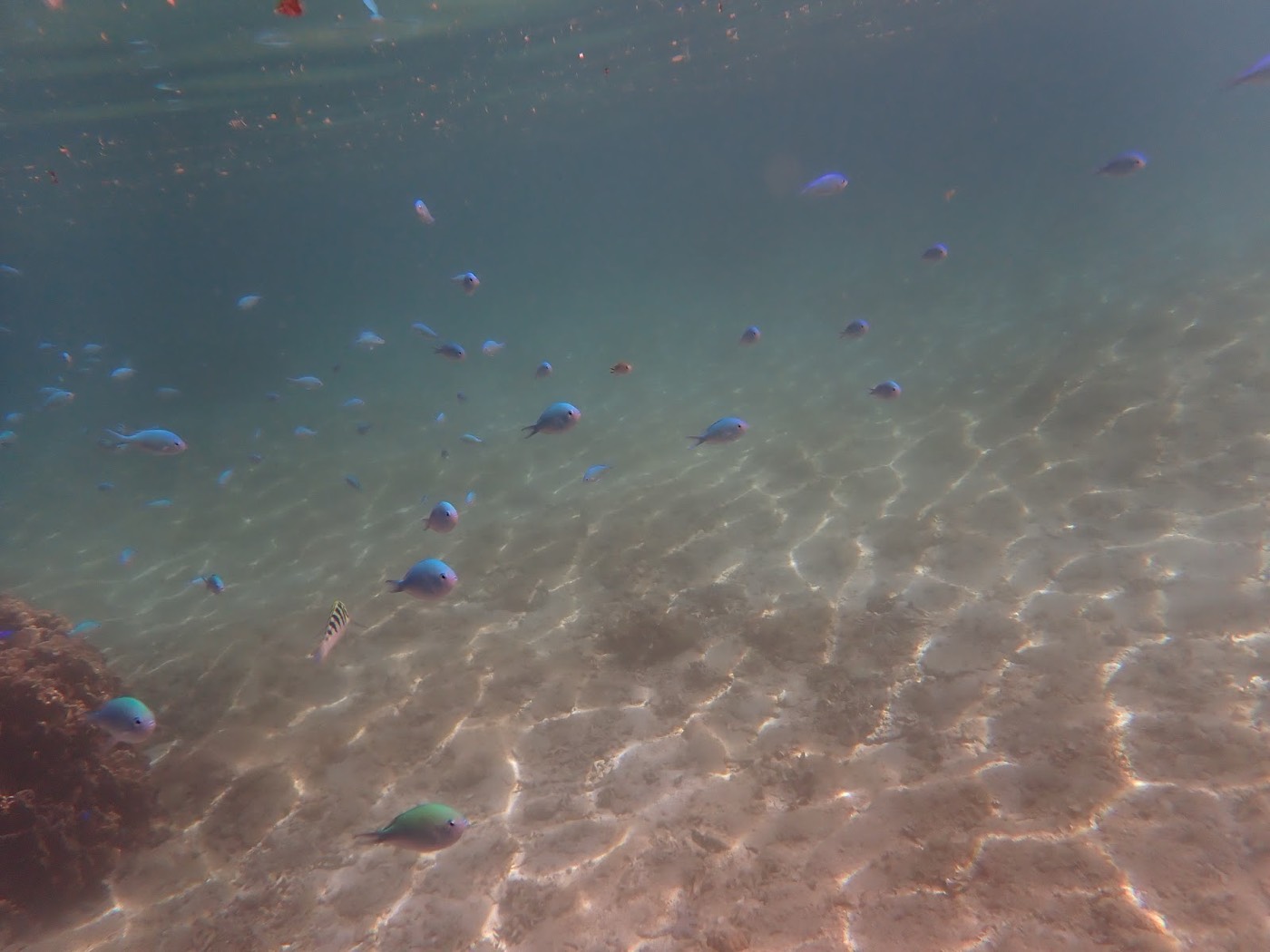 浅瀬の海底に光が差し込み、青い小魚が群れて泳ぐ水中風景