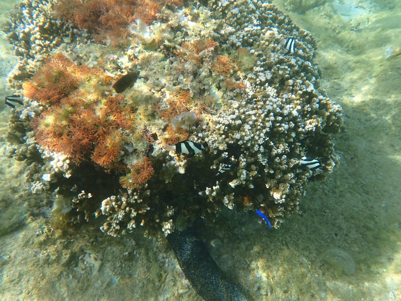 海底に設置されたサンゴと、その周りを泳ぐシマシマ模様の魚や青い魚