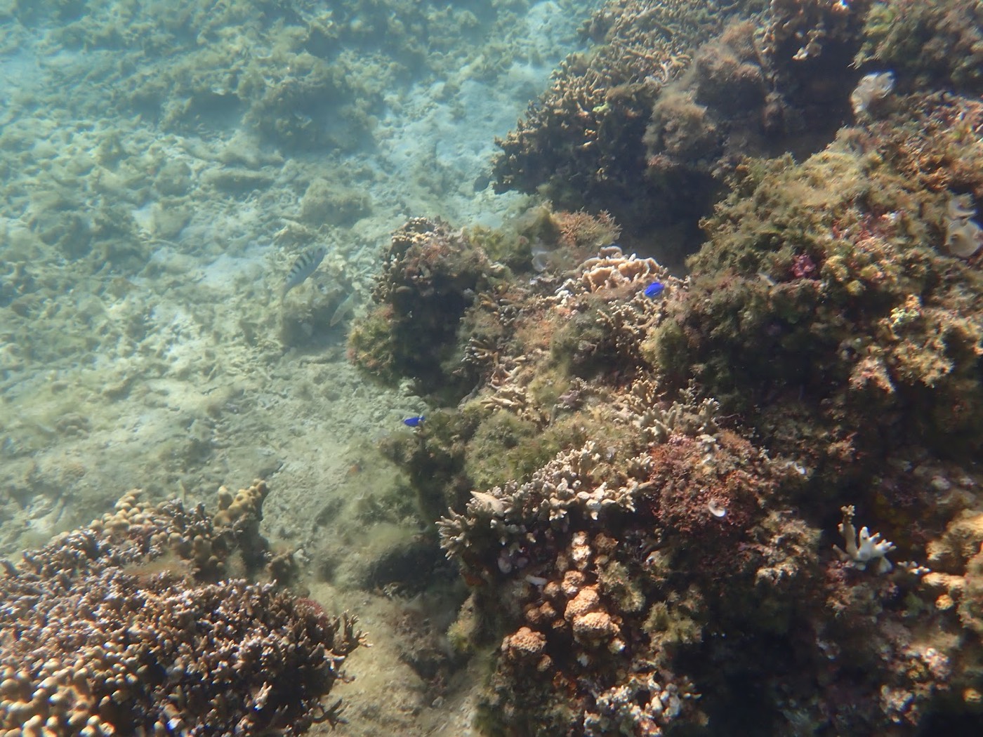 海底のサンゴ礁群と、その周りを泳ぐ青い小魚や縞模様の魚たち