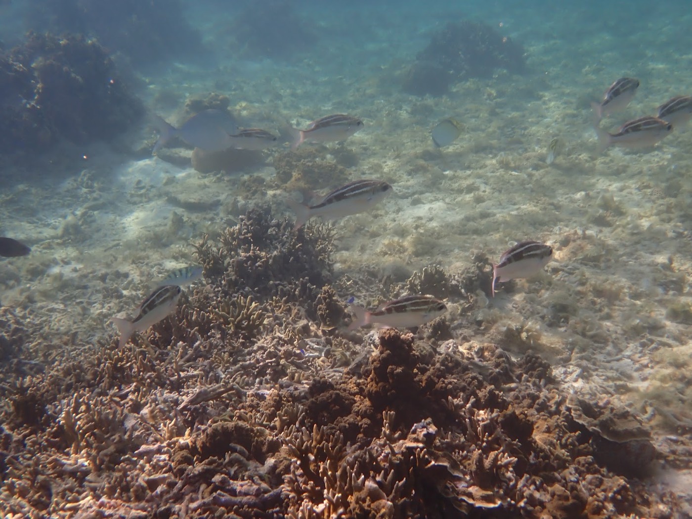 海底のサンゴ群を背景に、縞模様の魚の群れが泳いでいる