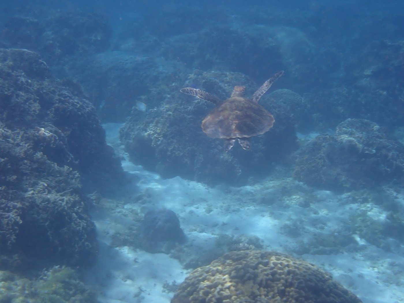 穏やかな水面の下、ウミガメがサンゴ礁の上をゆっくりと泳いでいる