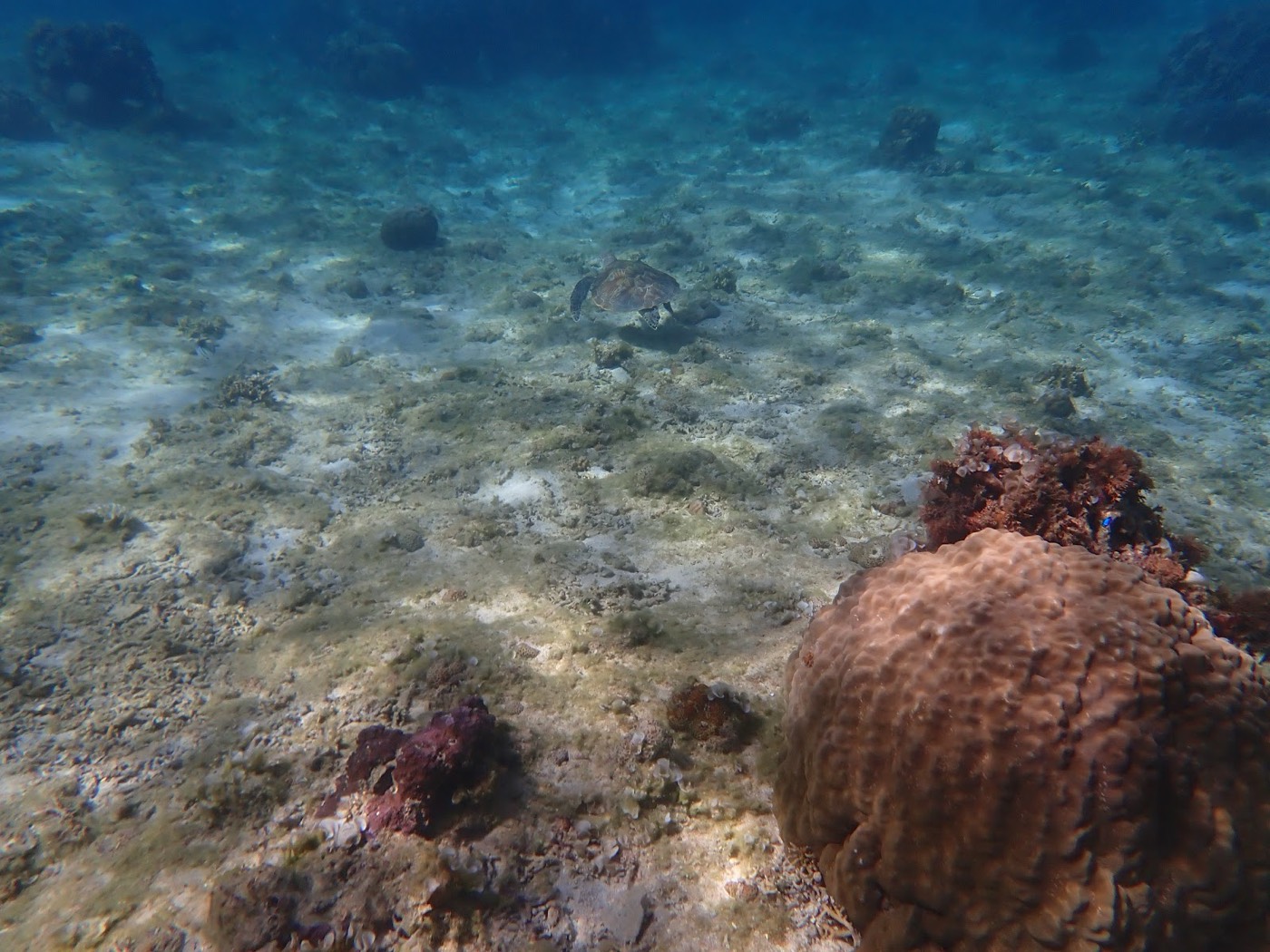 砂地に光が模様を作り、小さな魚が泳ぐ穏やかな水底の様子