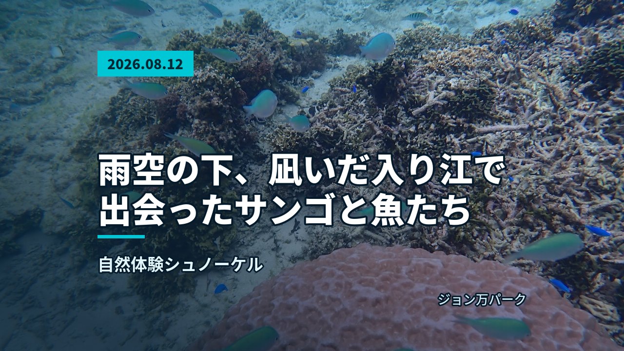青い海中に丸みを帯びた岩状サンゴが点在し、景観が広がる