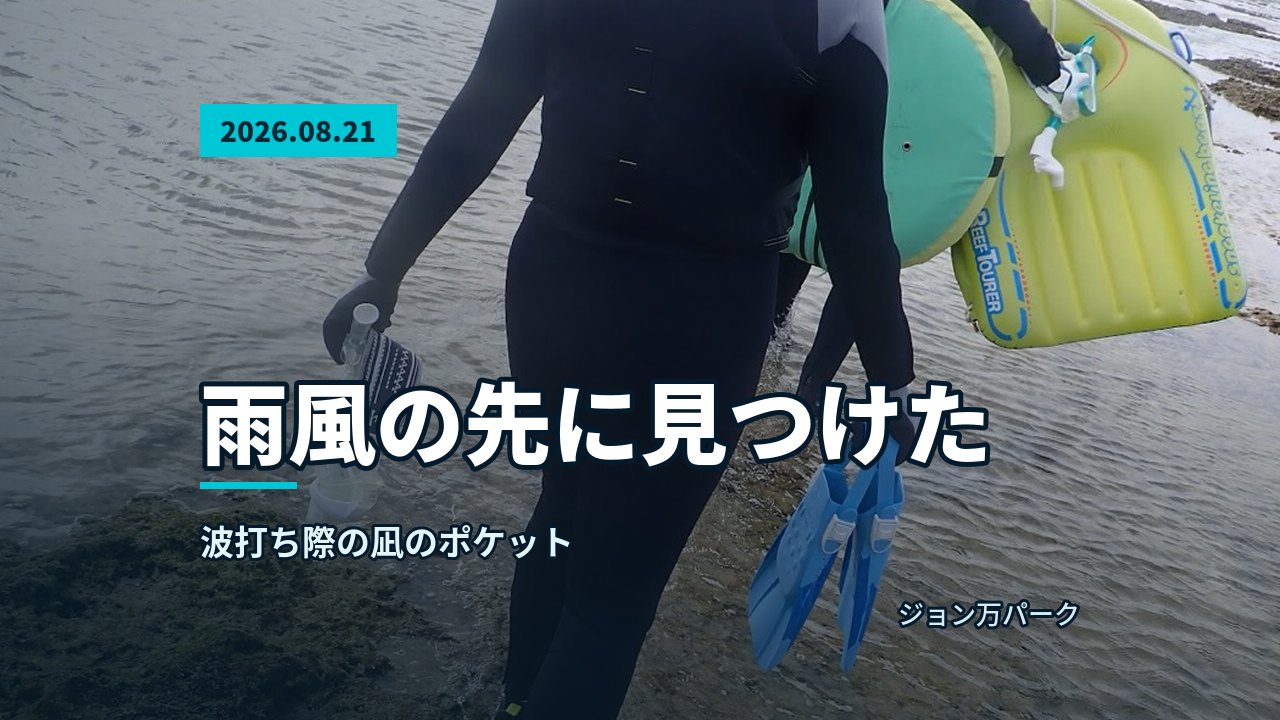 青い海中を漂う魚の群れとサンゴ