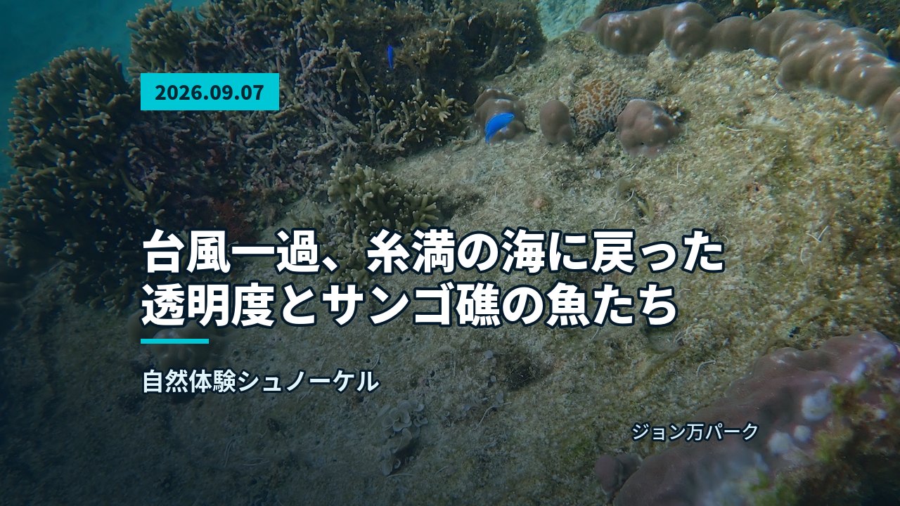 水中の砂地とサンゴ、そしてその間を泳ぐ黒い魚。水面からの光が差し込む