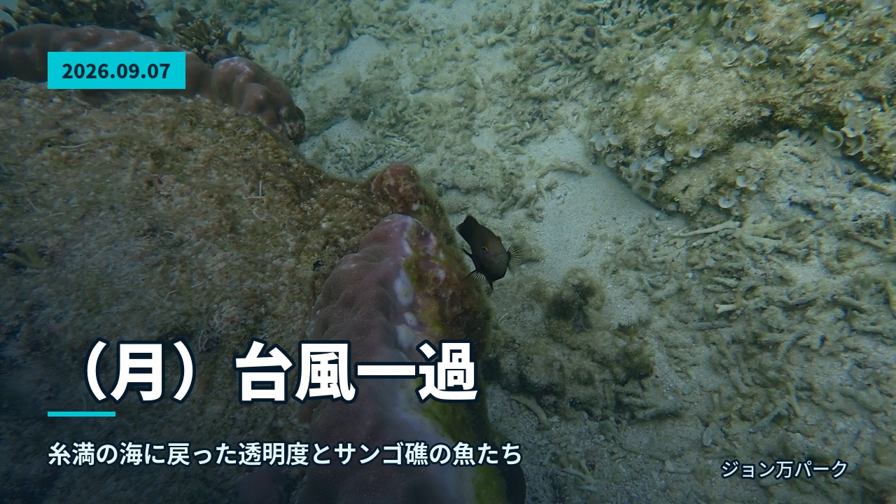 水中の砂地とサンゴ、そしてその間を泳ぐ黒い魚。水面からの光が差し込む