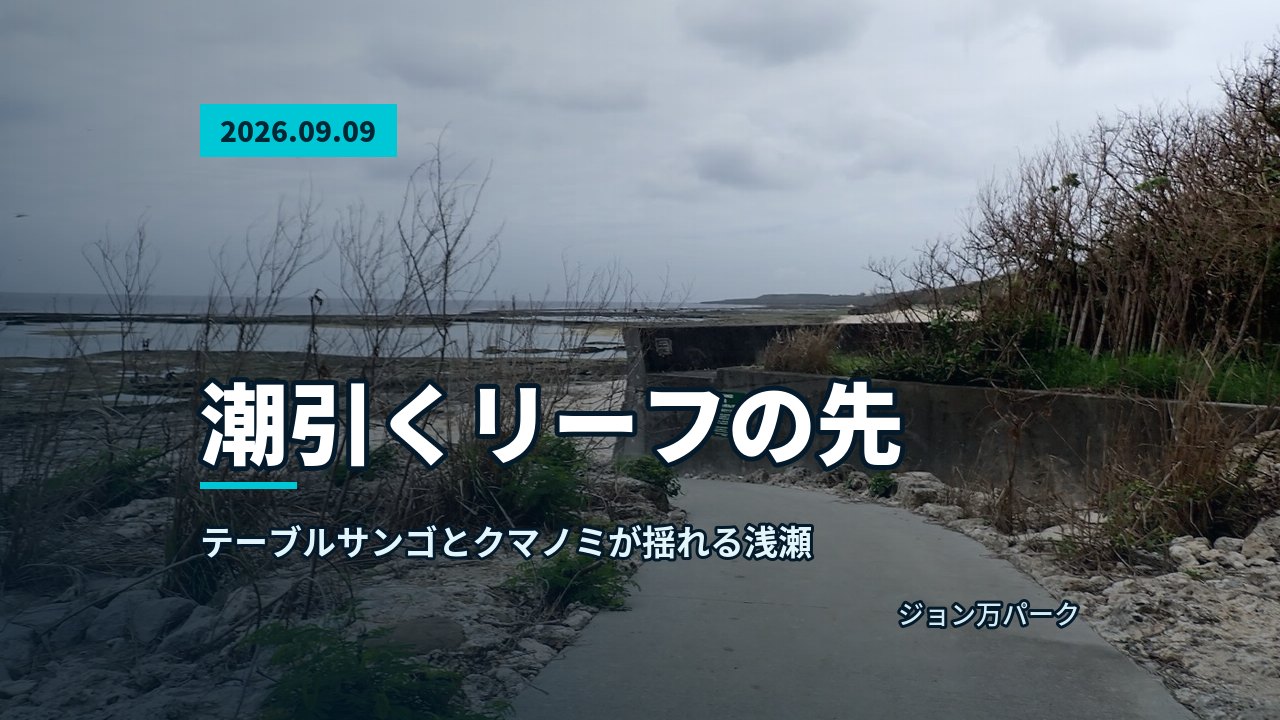 曇天の海岸でコンクリートの道が海に向かって伸び、潮が引いたリーフと空が広がる。が漂う